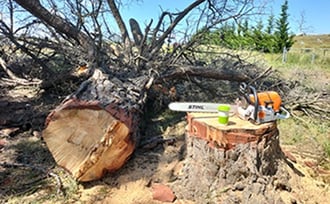 Pine tree removal