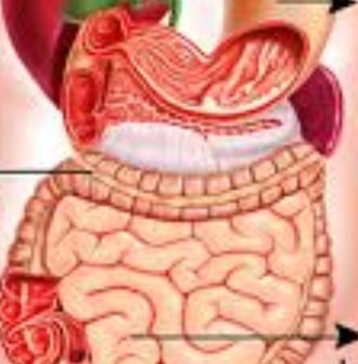 bowel rest may be implemented for patients with infectious diarrhea