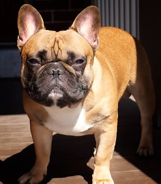 cão Bulldog francês