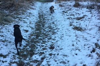 The dogs at Westonbirt Arboretum