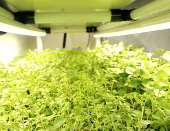 a picture of Early Greens microgreens nursery bed