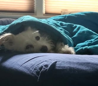 Health Vibes - My dog Benny is a great entertainer, comforter, and snuggler