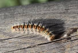 la chenille processionnaire