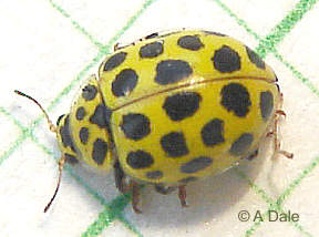 Pysllobora (Thea) 22punctata