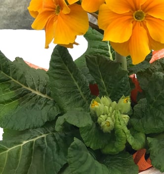 zumbul flower