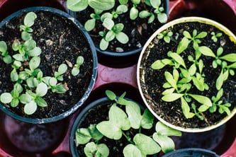 A bunch of vegetables starting to grow in pots