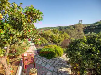 a red chair in a garden withorange trees