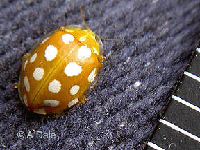 16 spot Orange ladybird