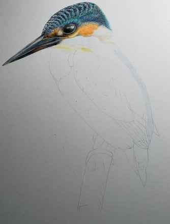 Kingfisher