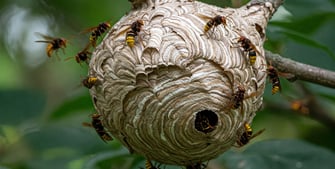 Nid de guêpes en gironde