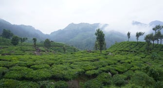 misty mountains in Munnar
