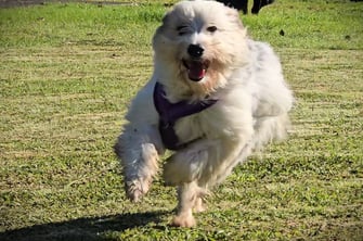 dressage chien Guadeloupe