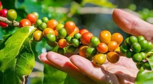 Perkebunan kopi dan pengolahan green bean kopi
