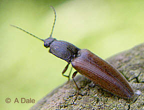 Click beetle