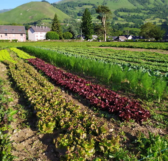 Maraichage en vallée d'Aspe
