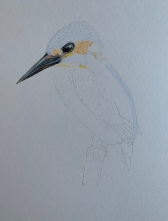 Kingfisher portrait