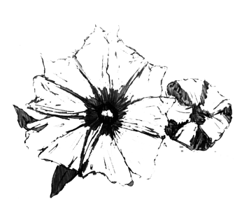 Ilustração de uma flor com dez pétalas triangulares. Ao lado, a ilustração de um botão de uma flor.