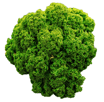 Feuilles frisées de chou kale nain
