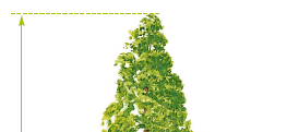 Conifère - Séquoia géant - Sequoiadendron giganteum