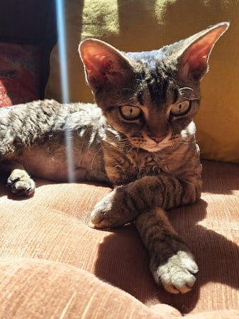 Devon Rex