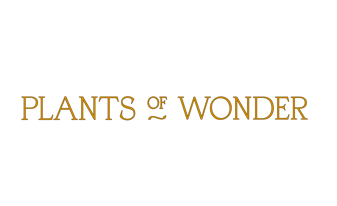Plants of Wonder - Merida Mexico
