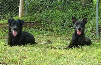 éducation canine