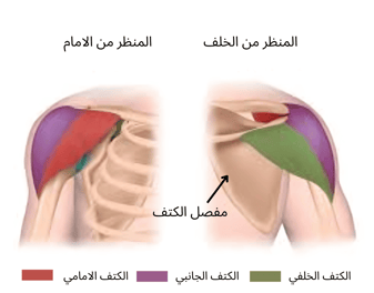 رؤوس الكتف الثلاثة