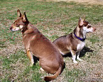 Chihuahua Rescue Dogs tan and white sitting with each other