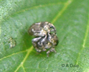 Small Nettle Weevil