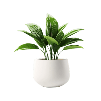 compucell naturaleza
