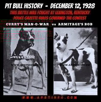 historical dog fighting 1928 currt's man o war vs Armitages Bob Police Gazette Rules