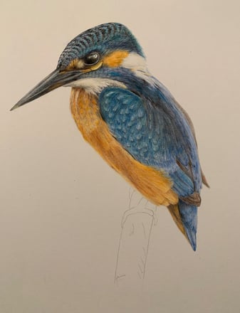 Kingfisher