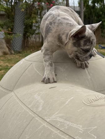 a cat is standing on a ball with a cat on it haha