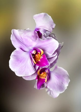digital art, visual art, Joanna Wlaszyn