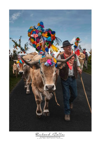 Transhumance  Gely jean-Louis