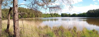 Etang de la forêt de Brocéliande à 50m DU COCON ENCHANTEUR