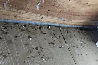 cockroach droppings and smear marks