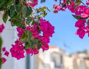 a bunch of flowers that are on a street in Tavira