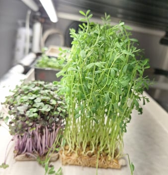 a picture of Early Greens microgreens nursery grow room