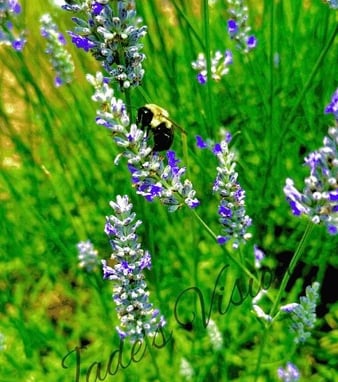 A bee perched on blooming lavender, collecting nectar amid fragrant purple blossoms bathed in sunlight