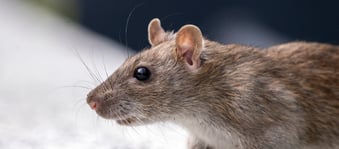 Dératisation rat