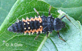 Harlequin ladybird larva