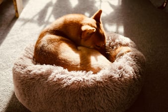 small dog curled up in round bed sleeping calmly