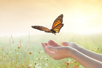 Releasing Butterfly