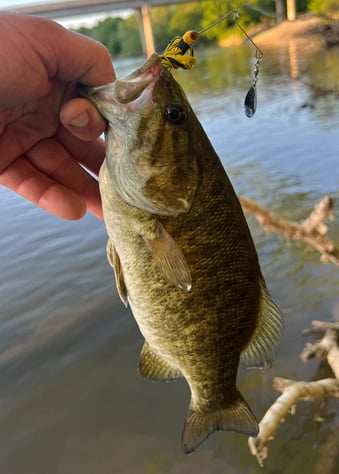 A North Carolina Smallmouth Bass caught near the Donaha River Access on the Yadkin in East Bend.