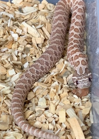 Lavender Hognose