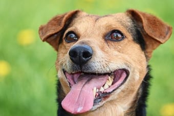 Mixed Breed dog food