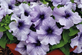 Petúnia Grandiflora