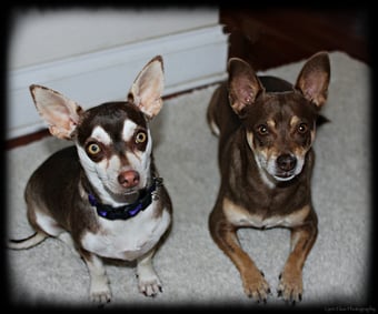 two Chihuahua Rescue Dog tan and white