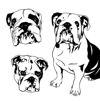 Black and white bulldog portraits, line art, dog illustration, pet art